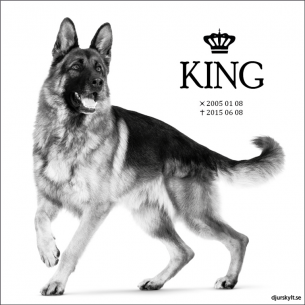 Gravsten hund King