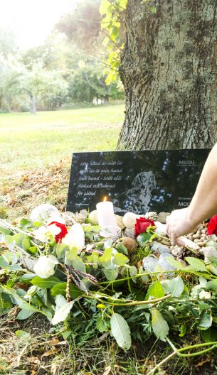 Lägger rosor på gravplats hund Milou vid träd